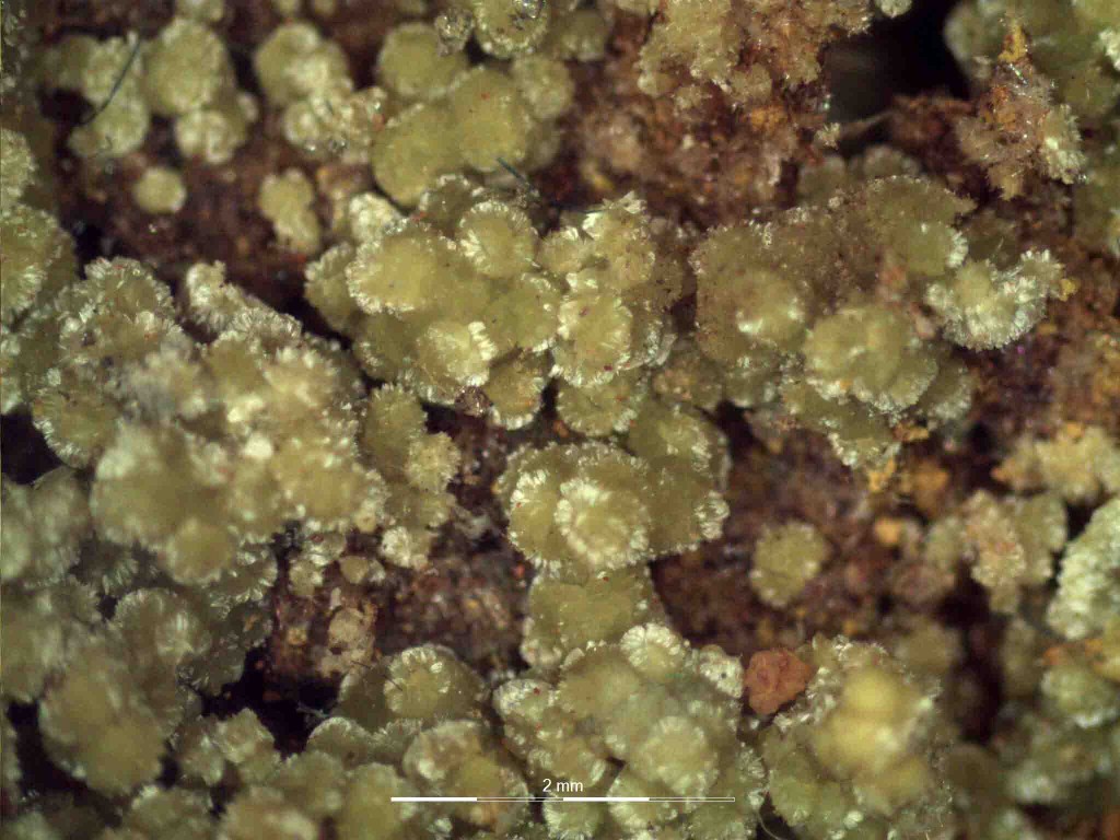 микрофото на образец с иларионит под бинокулярен микроскоп